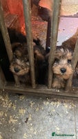 Mixed Breed dogs - Advert 5