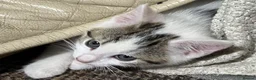 Mixed Breed cats for sale: 6 Lovely Kittens for sale  - Advert 19
