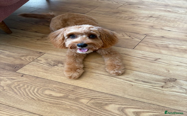 Cavapoo dogs - Advert 14