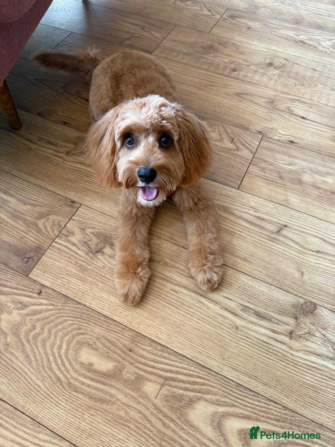 Cavapoo dogs for sale: Female Cavapoo  - Image 1