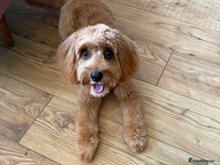 Cavapoo dogs - Advert 14