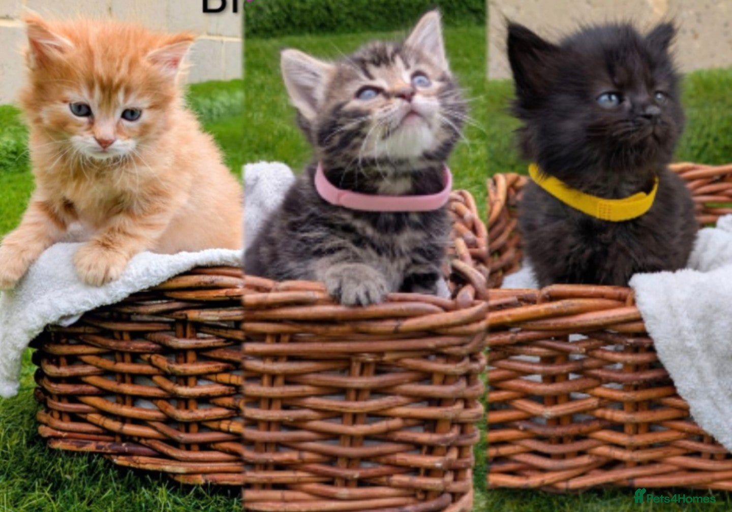 Mixed Breed cats 🐾 Rare Fluffy Maine Coon Type Kittens ⭐ - Advert 13