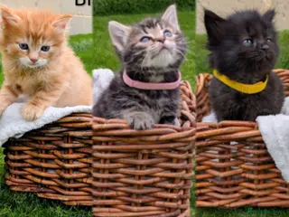 Mixed Breed cats 🐾 Rare Fluffy Maine Coon Type Kittens ⭐ - Advert 13
