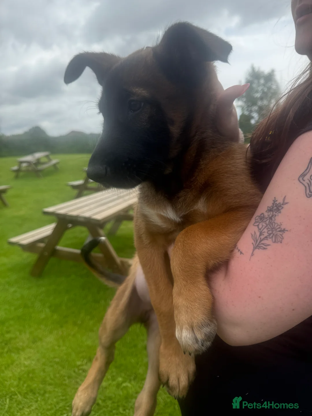 Belgian Shepherd Dog dogs for sale: RARE BLACK&BROWN BELGIAN MALINOIS PUPPIES - Advert 18