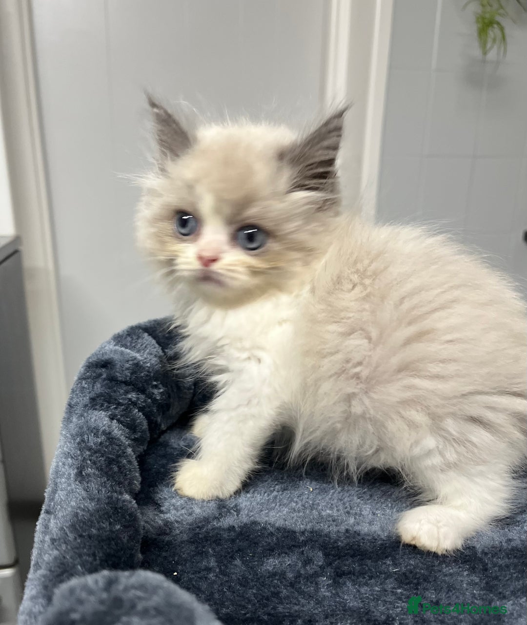 Ragdoll cats for sale: Ragdoll x Persian kittens  - Image 6