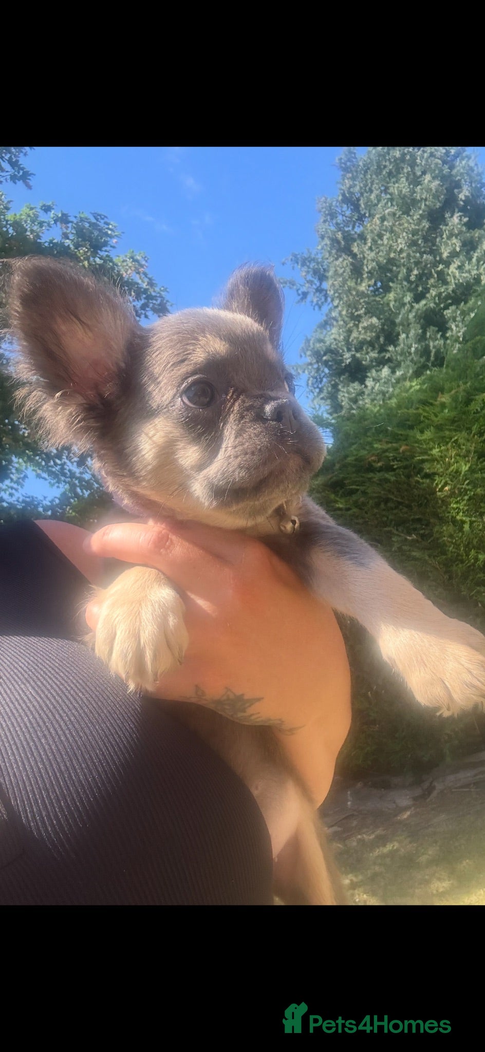 French Bulldog dogs Beautiful fluffy French bulldog pups - Advert 2