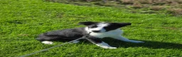 Border Collie dogs for sale: Classic Border collie for sale in Saint Helens - Advert 4
