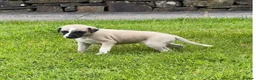 Whippet dogs for sale: Stunning Fawn Whippet Pups  in Winkleigh - Advert 19