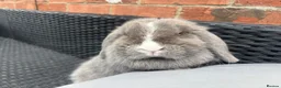 Mini Lop rabbits for sale: Lilac split Pure bred Mini lop female 1 year old  - Advert 10