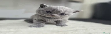 British Shorthair 4