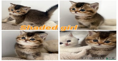 British Shorthair cats - Advert 1