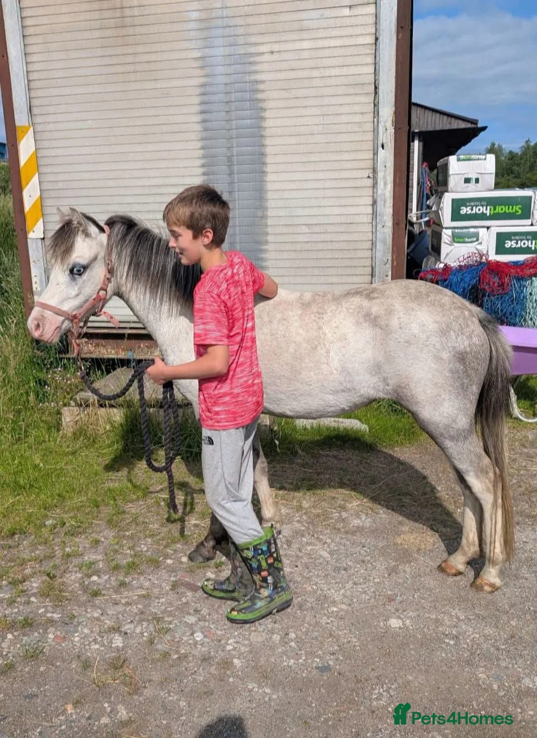 Welsh Section A horses for sale: BEAUTIFUL 2yr filly - Advert 2