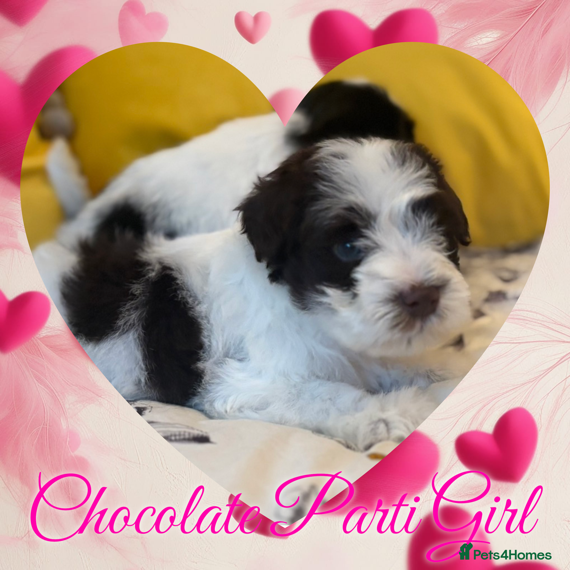 Miniature Schnauzer dogs 🐾 KC Mega Coat Chocolate & Black Mini Schnauzer - Advert 5