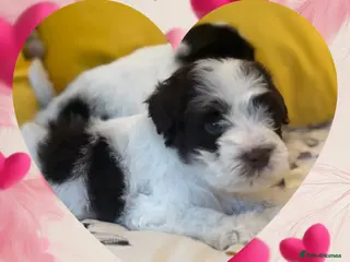 Miniature Schnauzer dogs 🐾 KC Mega Coat Chocolate & Black Mini Schnauzer - Advert 5