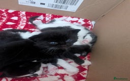 Mixed Breed cats for sale: 3 Beautiful Black and White Tuxedo Kittens  - Image 17