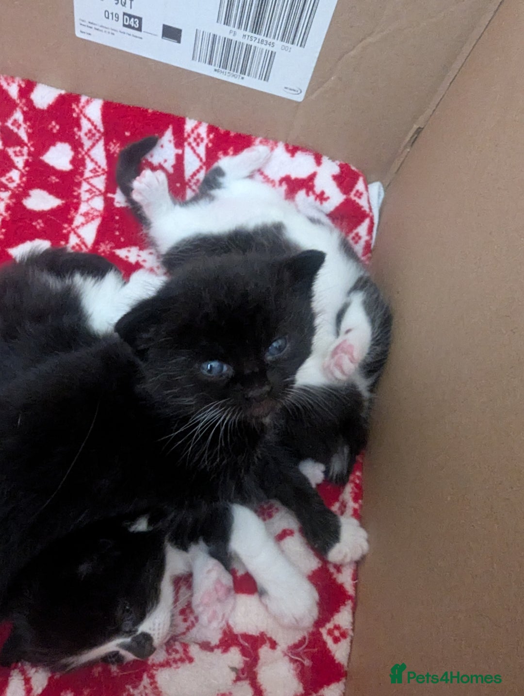 Mixed Breed cats for sale: 3 Beautiful Black and White Tuxedo Kittens  - Image 17