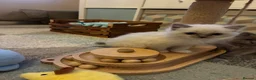 Ragdoll cats for sale: Ragdoll kittens tica registeted - Advert 3