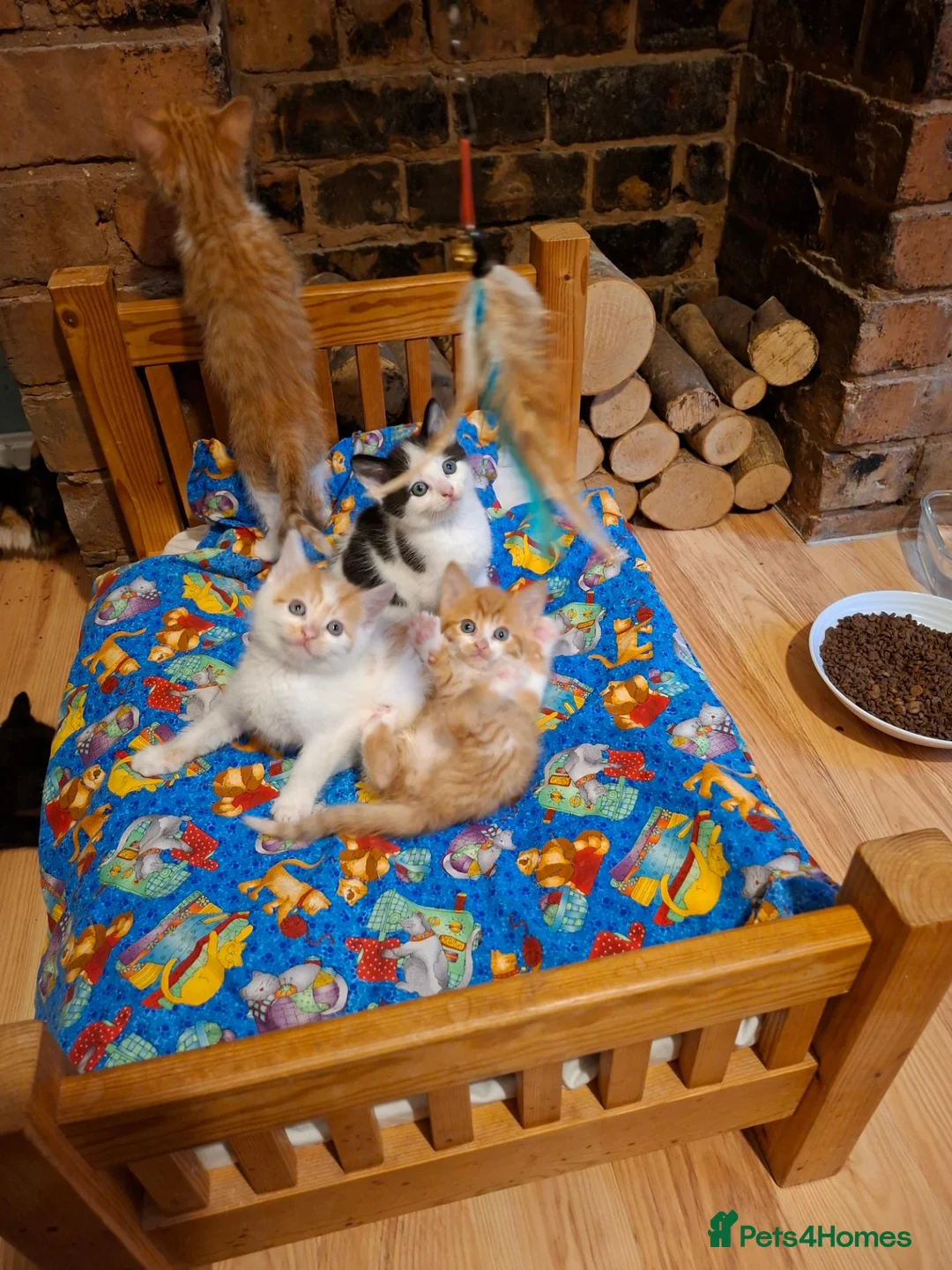 Mixed Breed cats for sale: Kitten  - Advert 14
