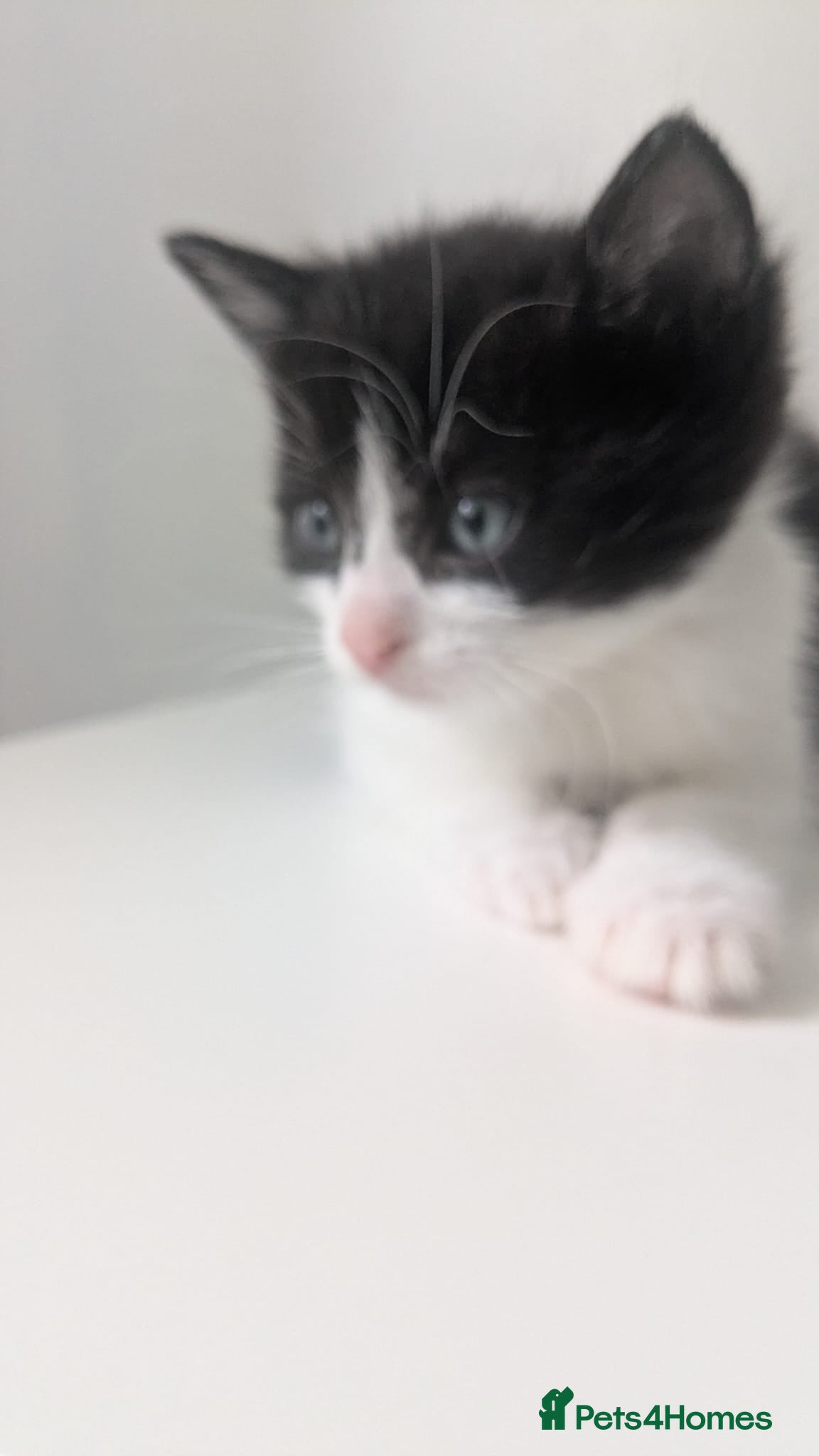 Mixed Breed cats for sale: Kittens  - Advert 5