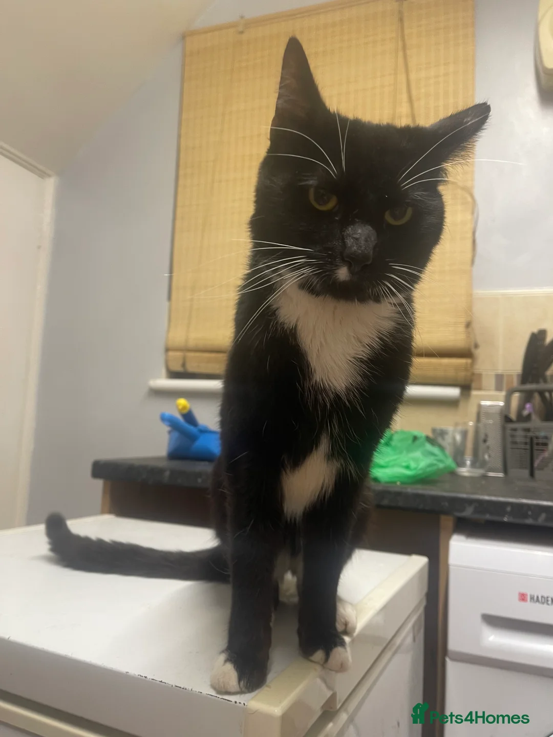 Mixed Breed cats for sale: Tiny is looking for a forever home. - Advert 5
