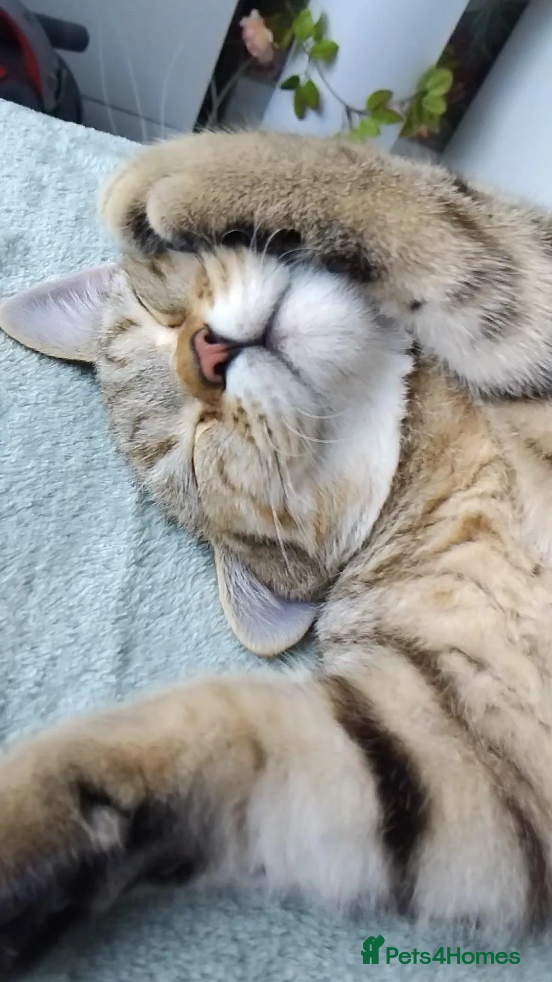 British Shorthair cats for sale: Tiger- Golden spotted tabby  - Advert 1