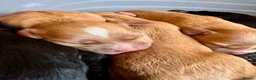Cocker Spaniel dogs for sale: Olive’s Cocker Spaniel Pups! in Eastbourne - Advert 12