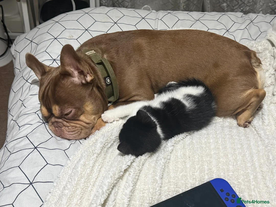 Mixed Breed cats for sale: My Milo - Advert 7