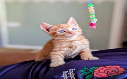 Mixed Breed cats for sale: Female and Male Ginger Kittens  - Image 10