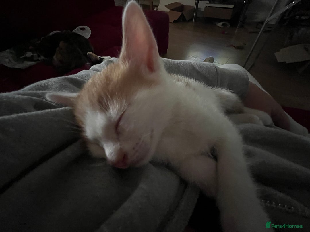 Mixed Breed cats for sale: Ginger and white kitten ready to find forever home - Image 2