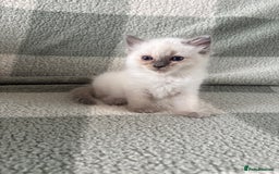 Ragdoll cats for sale: Ragdoll’s for sale!  - Image 9