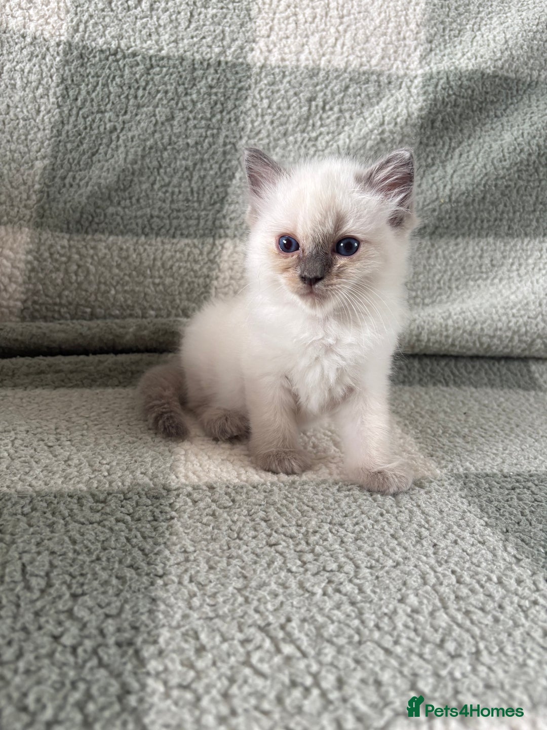 Ragdoll cats for sale: Ragdoll’s for sale!  - Image 9