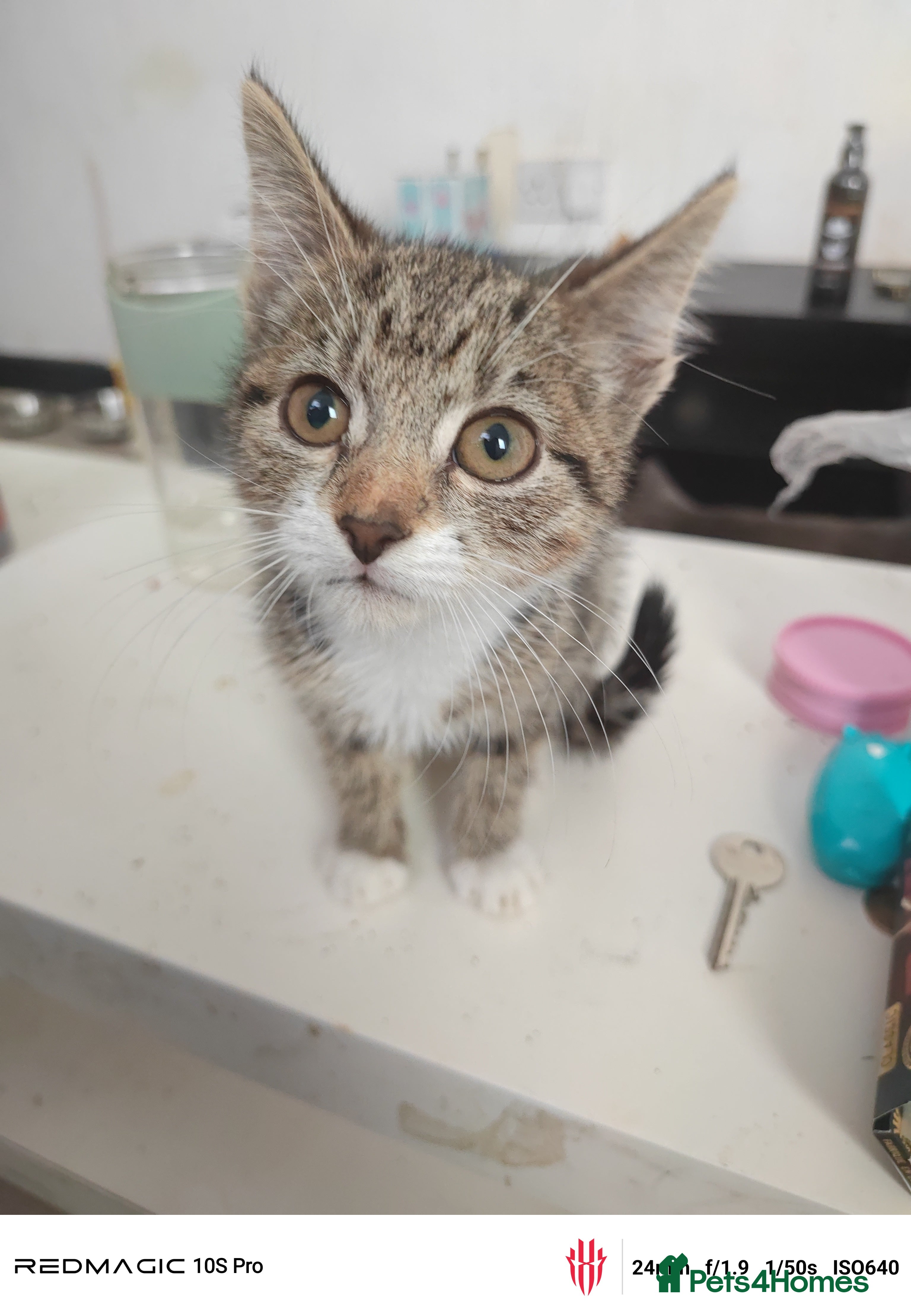 European cats 3-month-old kitten - Advert 1