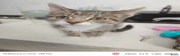 European cats for sale: 3-month-old kitten - Advert 1