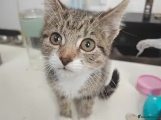 European cats 3-month-old kitten - Advert 1