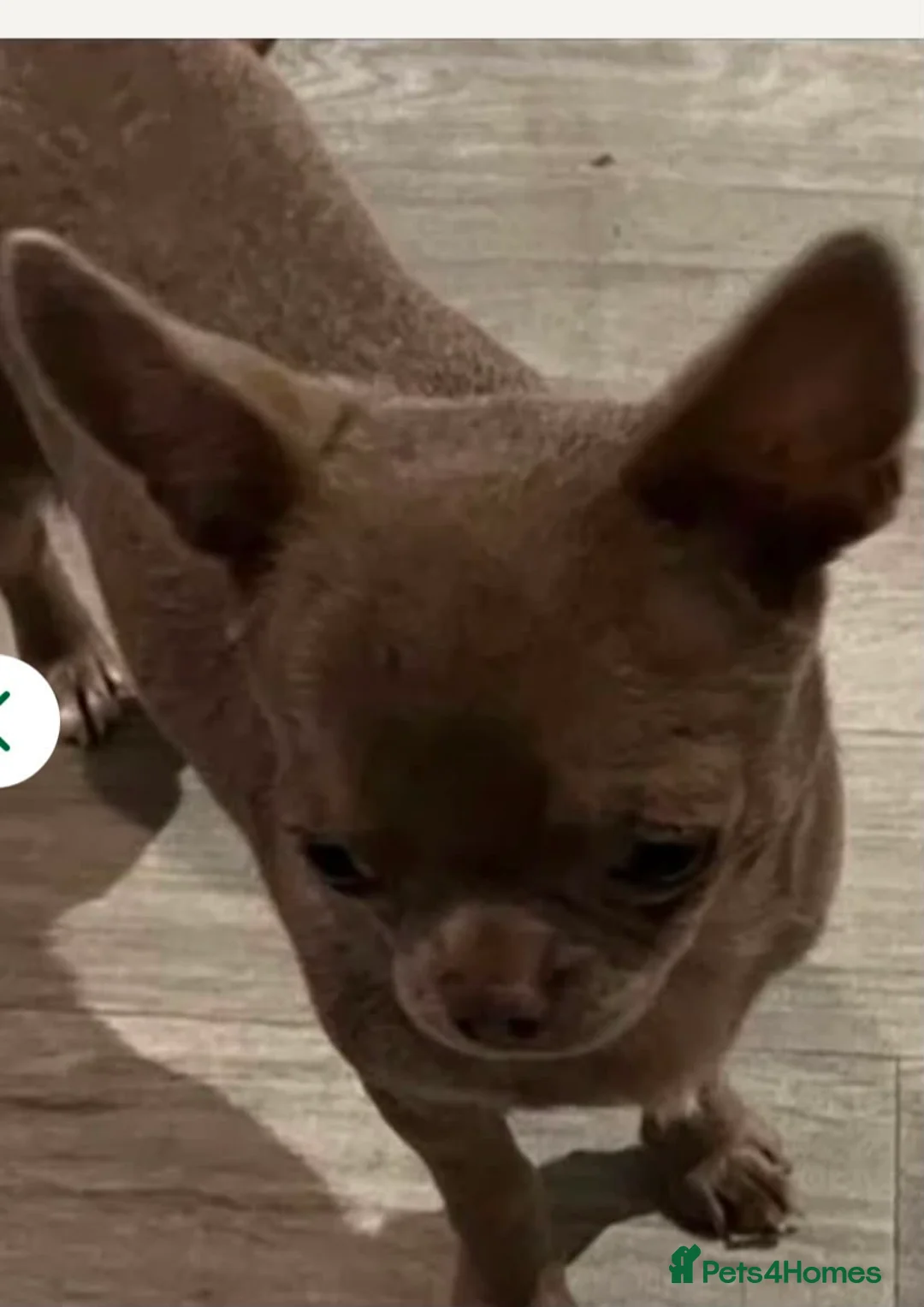 Chihuahua dogs for sale: BEAUTIFUL TINY CHOCOLATE BOYS - Advert 15
