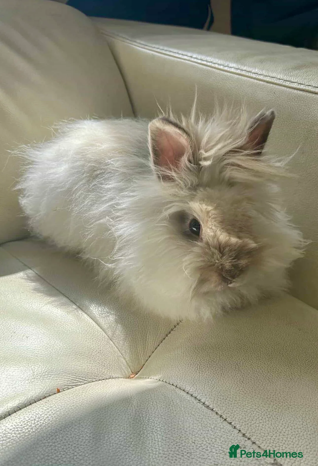 Angora rabbits for sale: Teddy Dwerg Male Litter Trained & Child Friendly - Advert 1