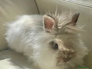 Angora rabbits Teddy Dwerg Male Litter Trained & Child Friendly - Advert 6