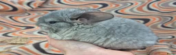 Chinchilla rodents for sale: Variety of chinchillas babys and adults - Advert 21
