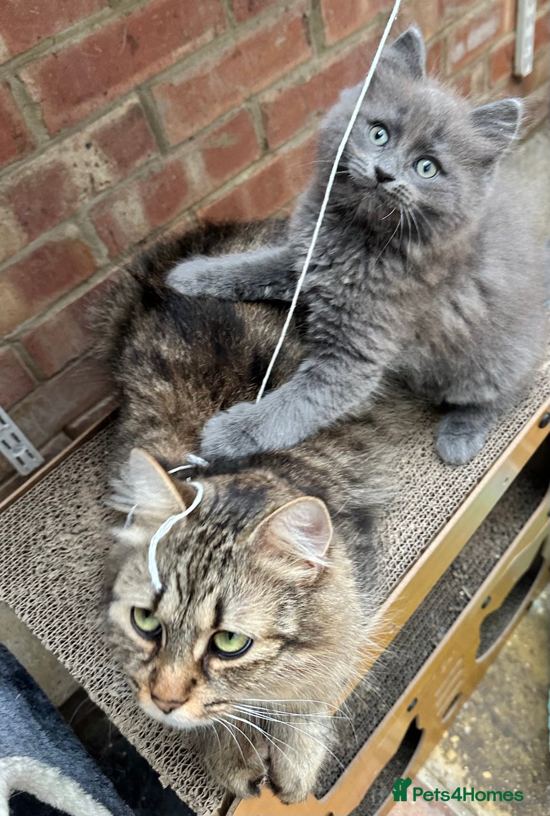 Norwegian Forest Cat cats for sale: 7 Exceptionally beautiful Norwegian Forest kittens - Advert 19