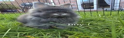 Angora rabbits for sale: Angora bunnies , English Angora rabbits  - Advert 3
