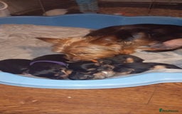 Yorkshire Terrier dogs for sale: Sweet Yorkshire Terriers — Ready to Snuggle! - Advert 2