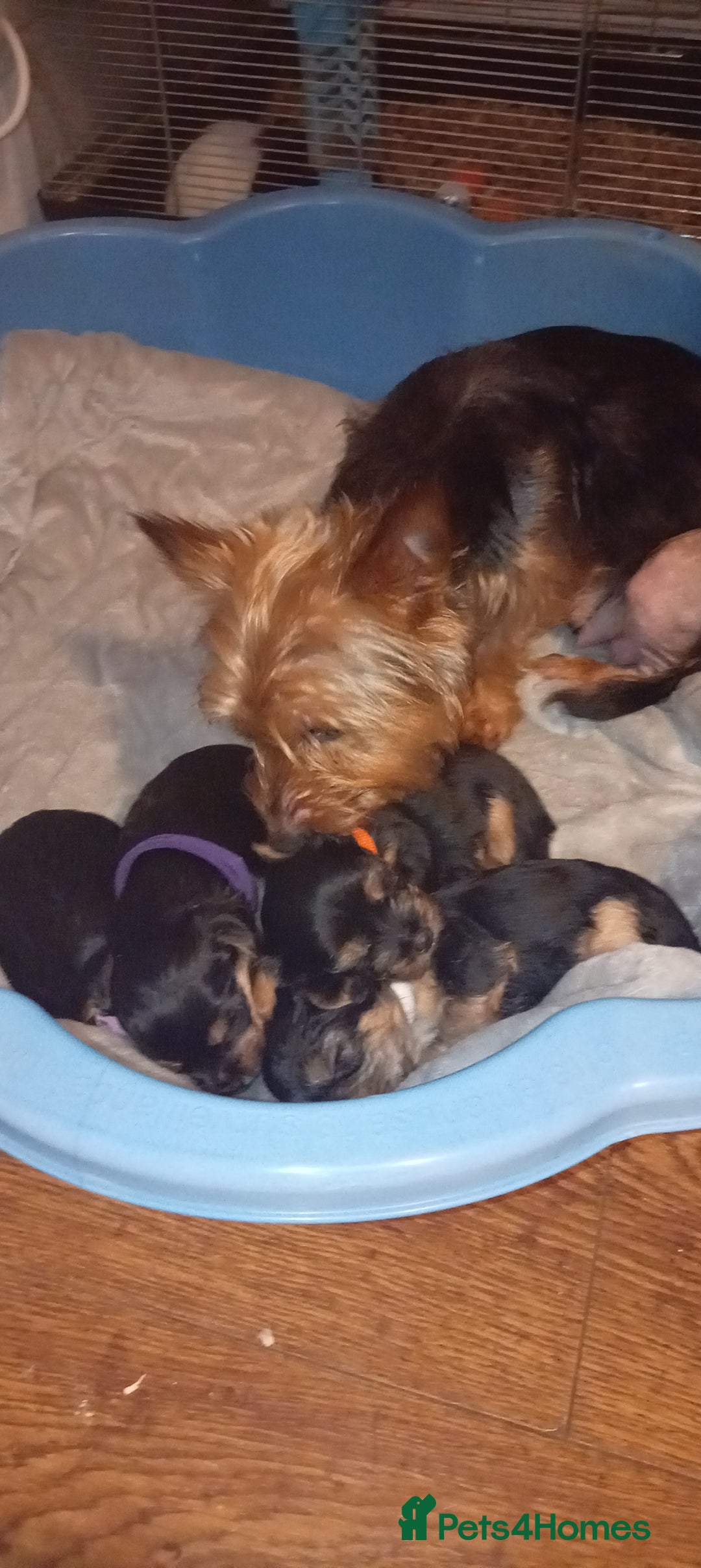 Yorkshire Terrier dogs for sale: Sweet Yorkshire Terriers — Ready to Snuggle! - Advert 2