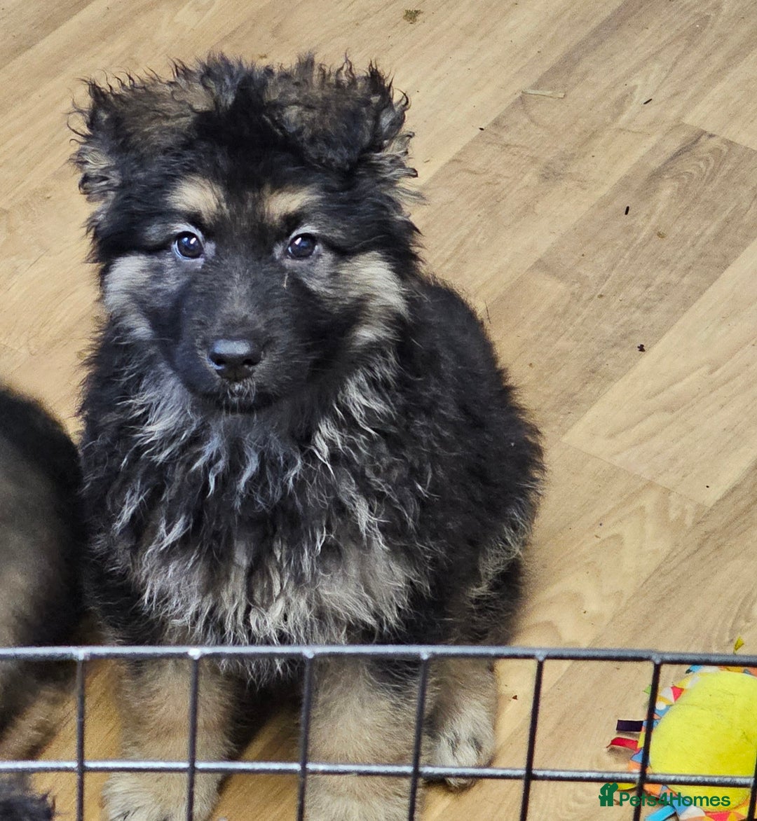 German Shepherd dogs for sale: German Shepherd puppies Kc registered  - Advert 4