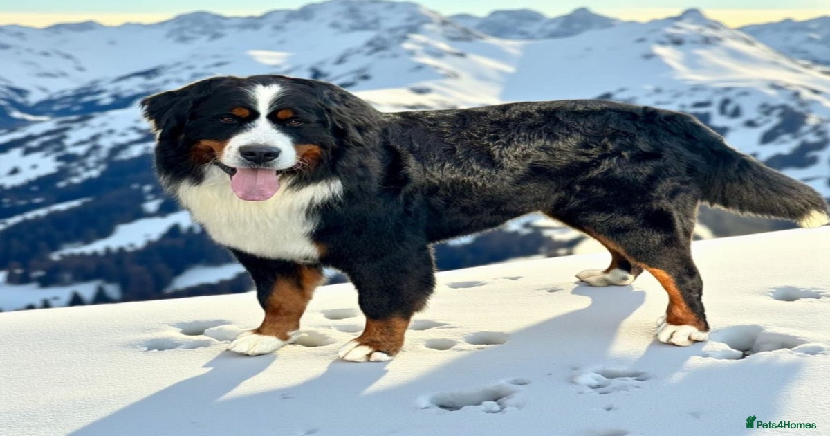 For stud dna tested Bernese mountain dog for stud for stud in