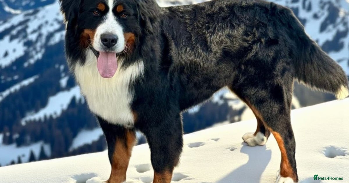 For stud dna tested Bernese mountain dog for stud for stud in