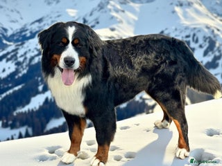 Bernese Mountain Dog dogs in Market Drayton - Advert 1