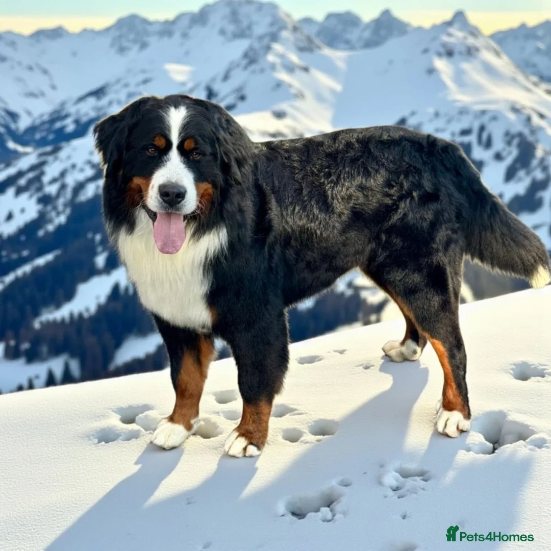 Bernese Mountain Dog dogs for stud: For stud dna tested Bernese mountain dog for stud  in Market Drayton - Advert 3