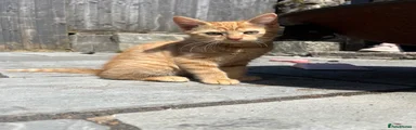 Mixed Breed Kitten 1