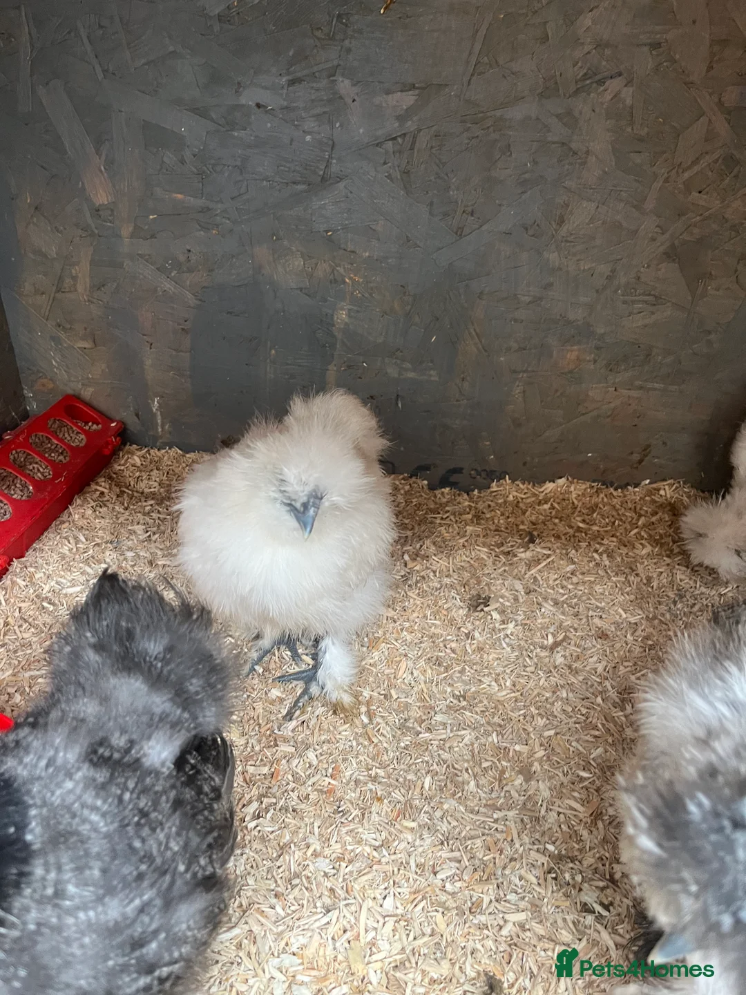 Chickens poultry for sale: Chicks, pullets, cockerels  - Advert 24