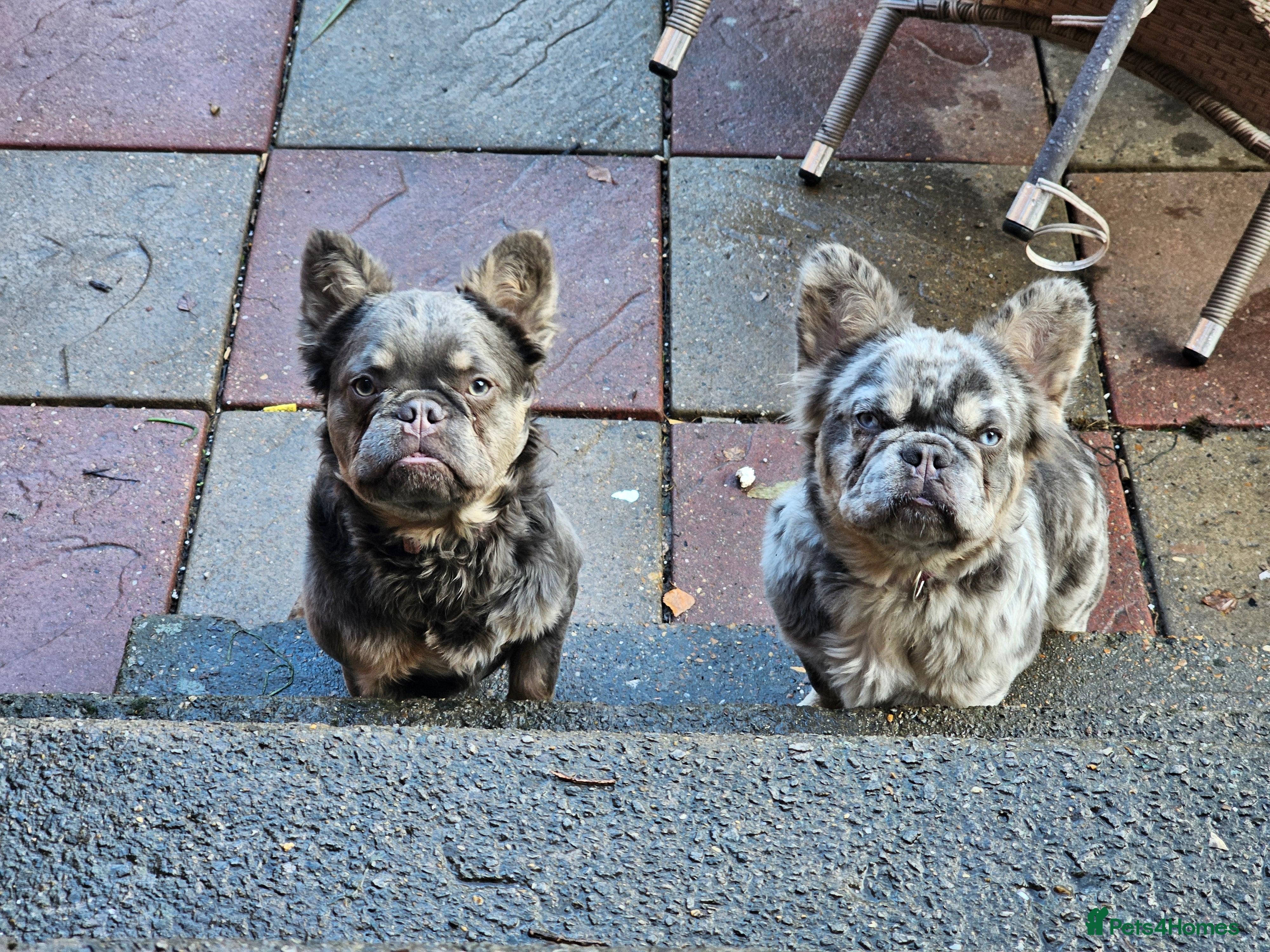 French Bulldog dogs 2 STUNNING VISUAL FLUFFY FEMALES FOR SALE - Advert 16